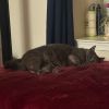 Charlotte (aka Mildred) photo 5