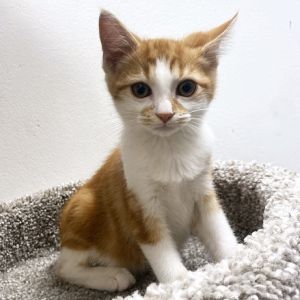 Pumpkin, Baby Male Domestic Short Hair
