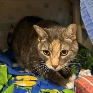 Daisy, Adult Female Domestic Short Hair