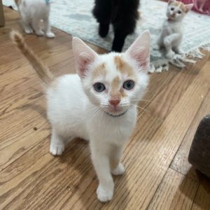 CHICKEN NOODLE, Baby Female Domestic Short Hair