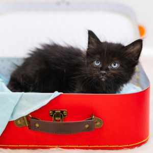 Hank-C, Baby Male Domestic Short Hair