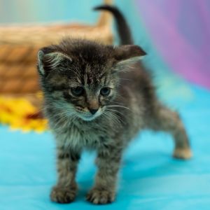 Tiny-C, Baby Female American Shorthair