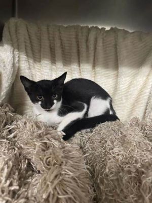 Strawberry, Baby Female Domestic Short Hair