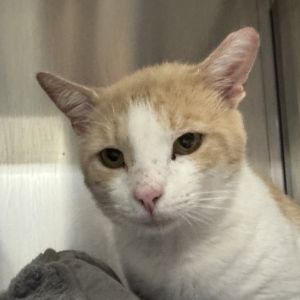Meet Freddie Freddie is a handsome 2-year-old orange and white tabby male with a friendly and playf