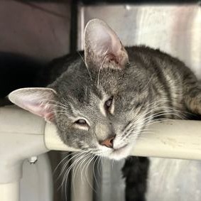 Meet Miso Miso is a very handsome 3-year-old grey tabby male with a sweet and gentle personality H