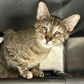 Meet Curry Curry is a beautiful 3-year-old brown and orange torbie female with a gentle spirit and 