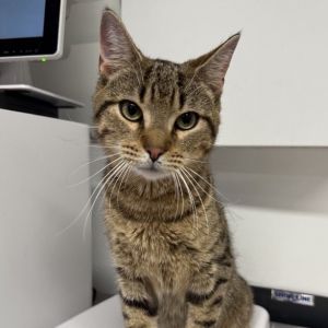 Meet Peppy This 2-year-old brown tabby male is full of charm and personality With his striking coa