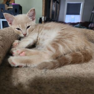 Navel, Baby Female Domestic Short Hair
