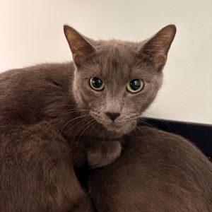Mai Tai, Young Female Domestic Short Hair