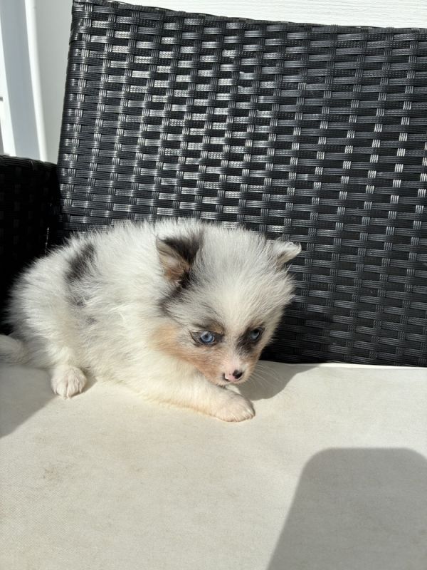 Lainey photo 1