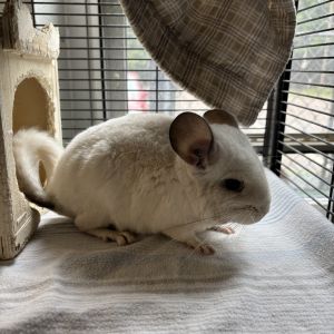 Leche, Young Female unknown
