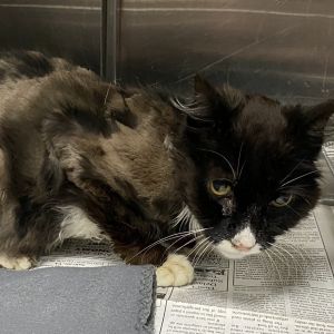 Widow, Adult Female Domestic Medium Hair