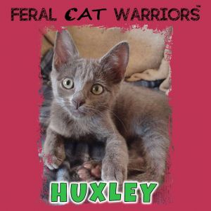Huxley, Baby Male Domestic Short Hair