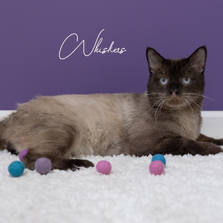 Whiskers