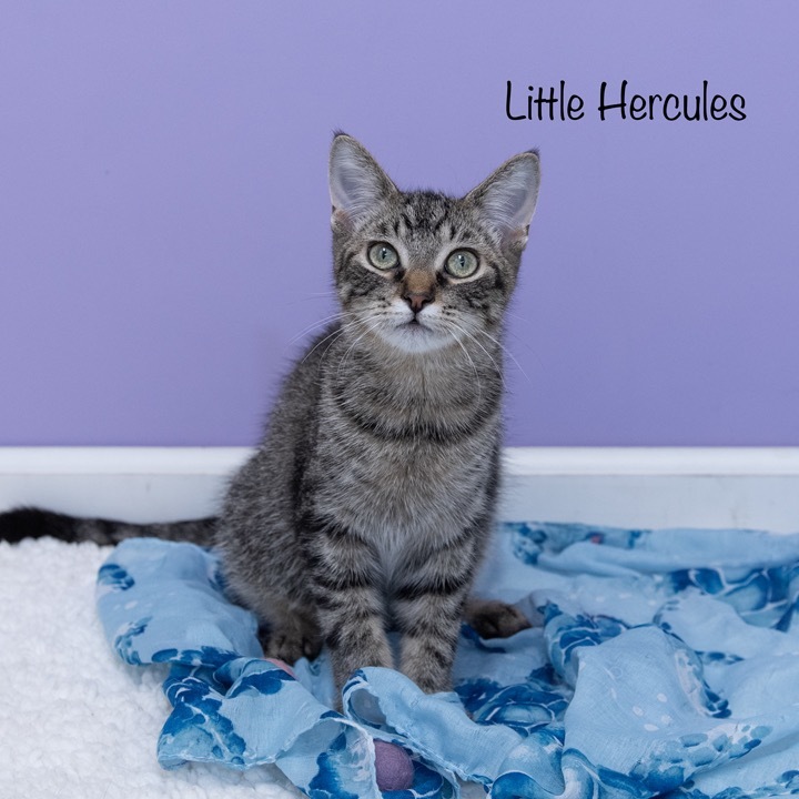 Little Hercules
