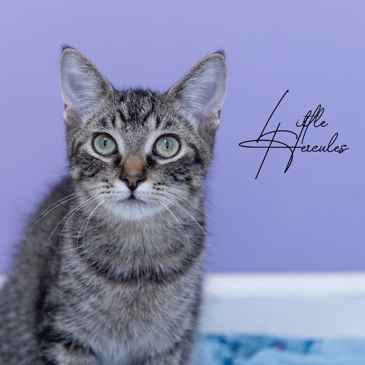 Little Hercules