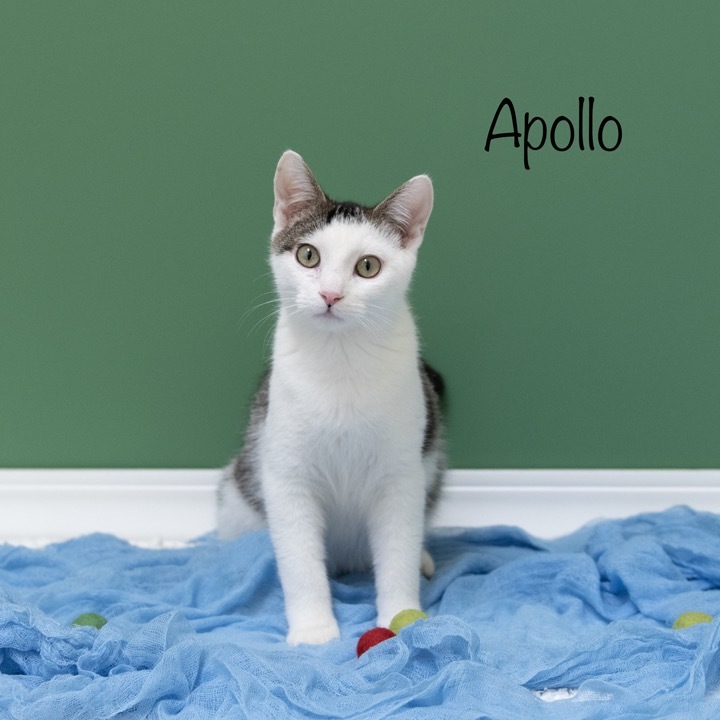 Apollo