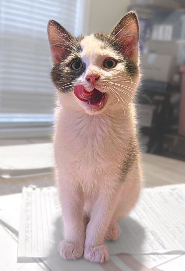 Meredith