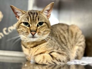 Kiko Domestic Short Hair Cat