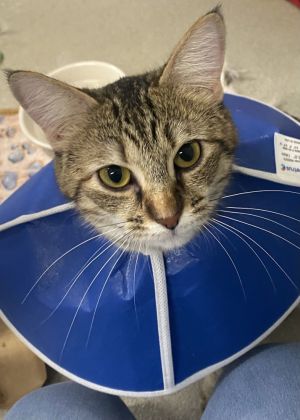 Katana, Adult Female Domestic Short Hair