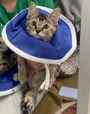 Blue Jay, Baby Female Domestic Short Hair