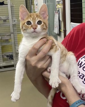 Falcon, Baby Male Domestic Short Hair