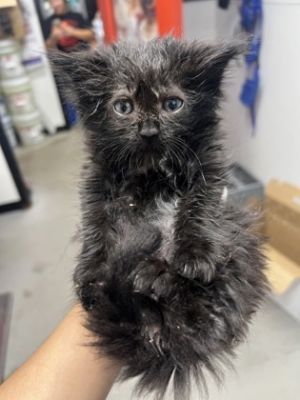 Mirasol Pepper, Baby Female Domestic Long Hair