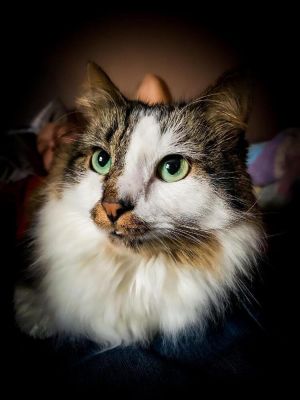 Sabrina, Adult Female Domestic Medium Hair