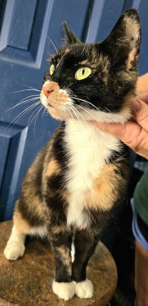 ZOE, Young Female Domestic Short Hair