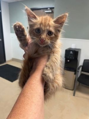 Blaze Domestic Short Hair Cat