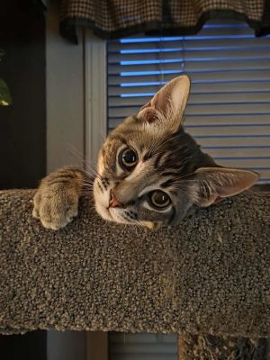 Jaspurr, Baby Male Domestic Short Hair