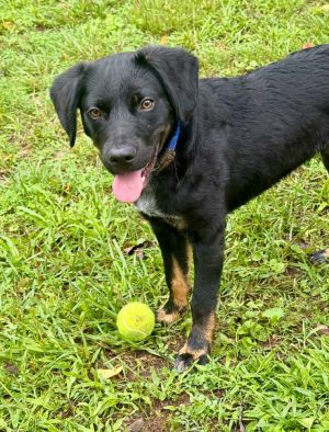 Baxter, Young Male unknown