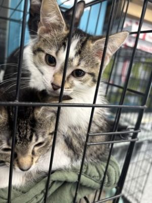 Flip Flop, Baby Female Domestic Short Hair