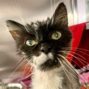 Nami, Senior Female Domestic Medium Hair