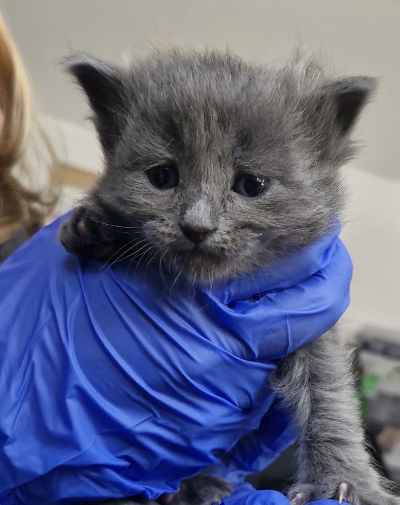 Flurry Kitten #6
