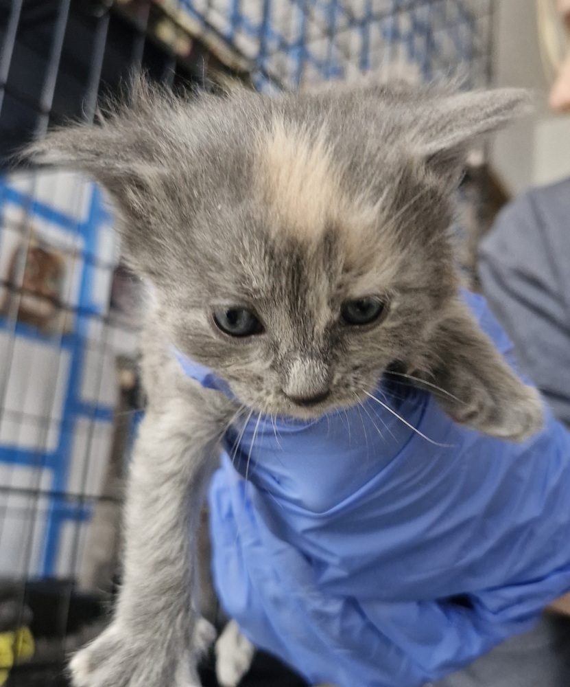 Flurry Kitten #4