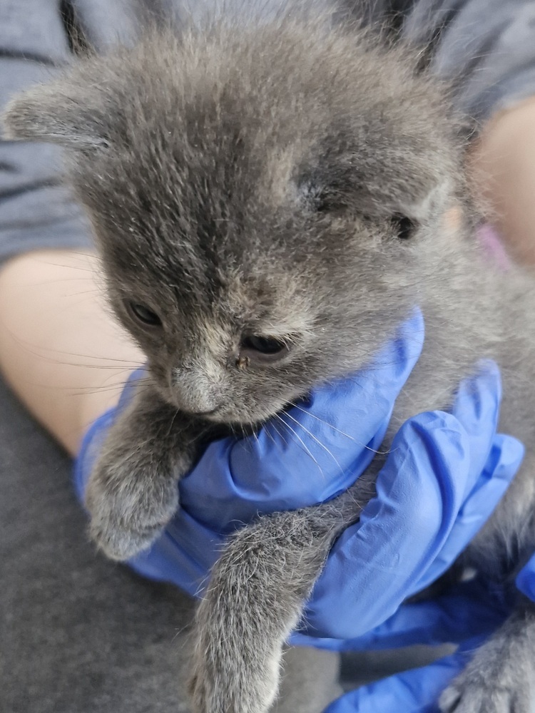 Flurry Kitten #3