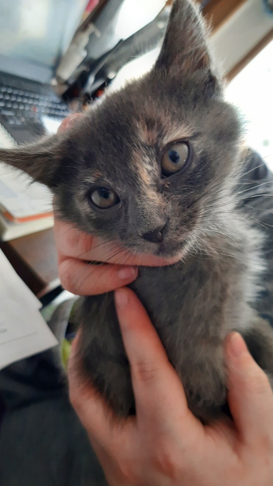 Dragonfly, an adoptable Domestic Short Hair in Leadville, CO, 80461 | Photo Image 1