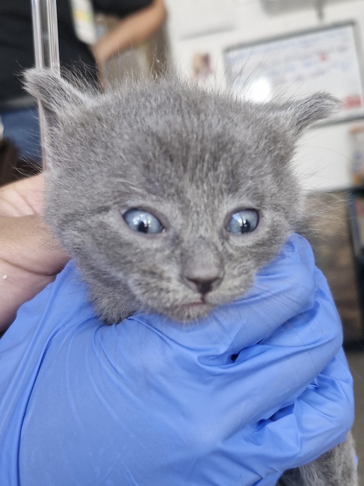 Flurry Kitten #1