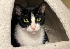 Monique, Adult Female Domestic Short Hair