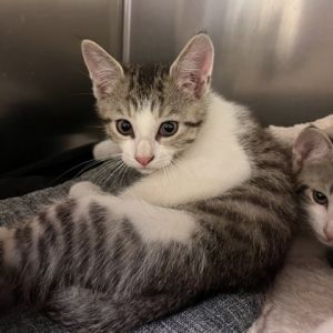 Finch, Baby Female Domestic Short Hair