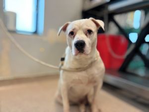 Terry Mixed Breed Dog