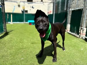 Zorro Mixed Breed Dog