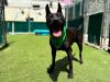 Zorro photo 2
