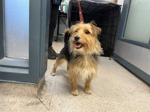 Pepsi Mixed Breed Dog