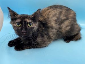 Denise, Adult Female Domestic Short Hair