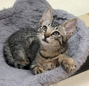 Boots, Baby Male Domestic Short Hair