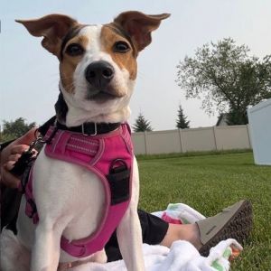 Cupcake, Adult Female unknown