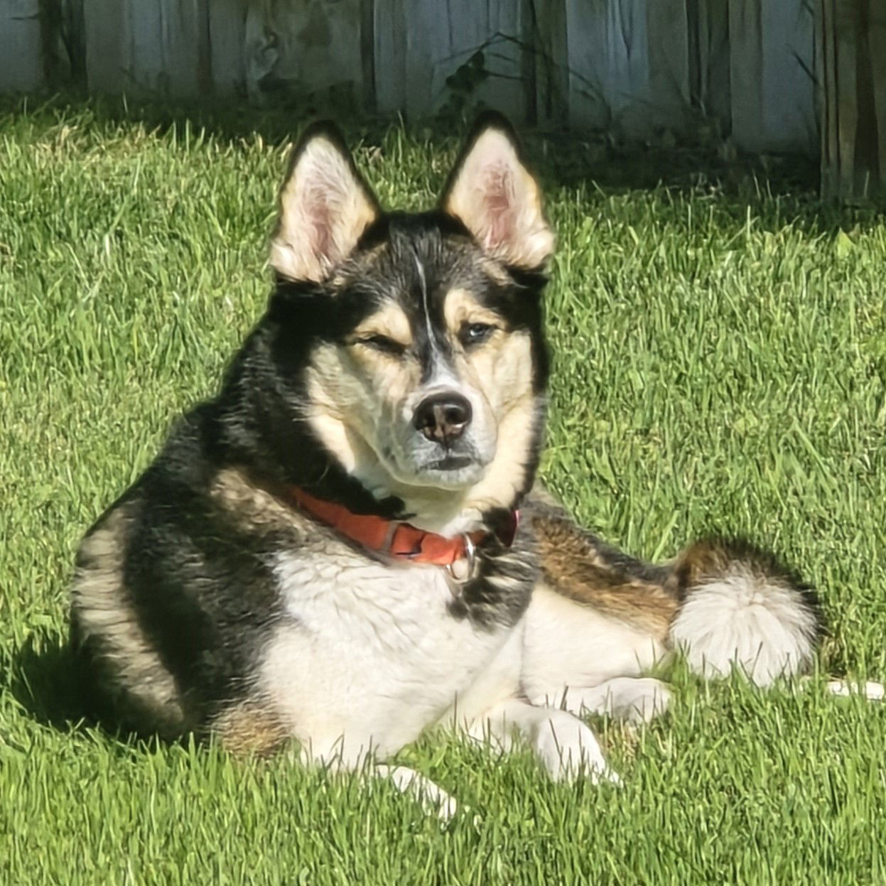 Sally O'Malley, an adoptable Husky in Fargo, ND, 58103 | Photo Image 1