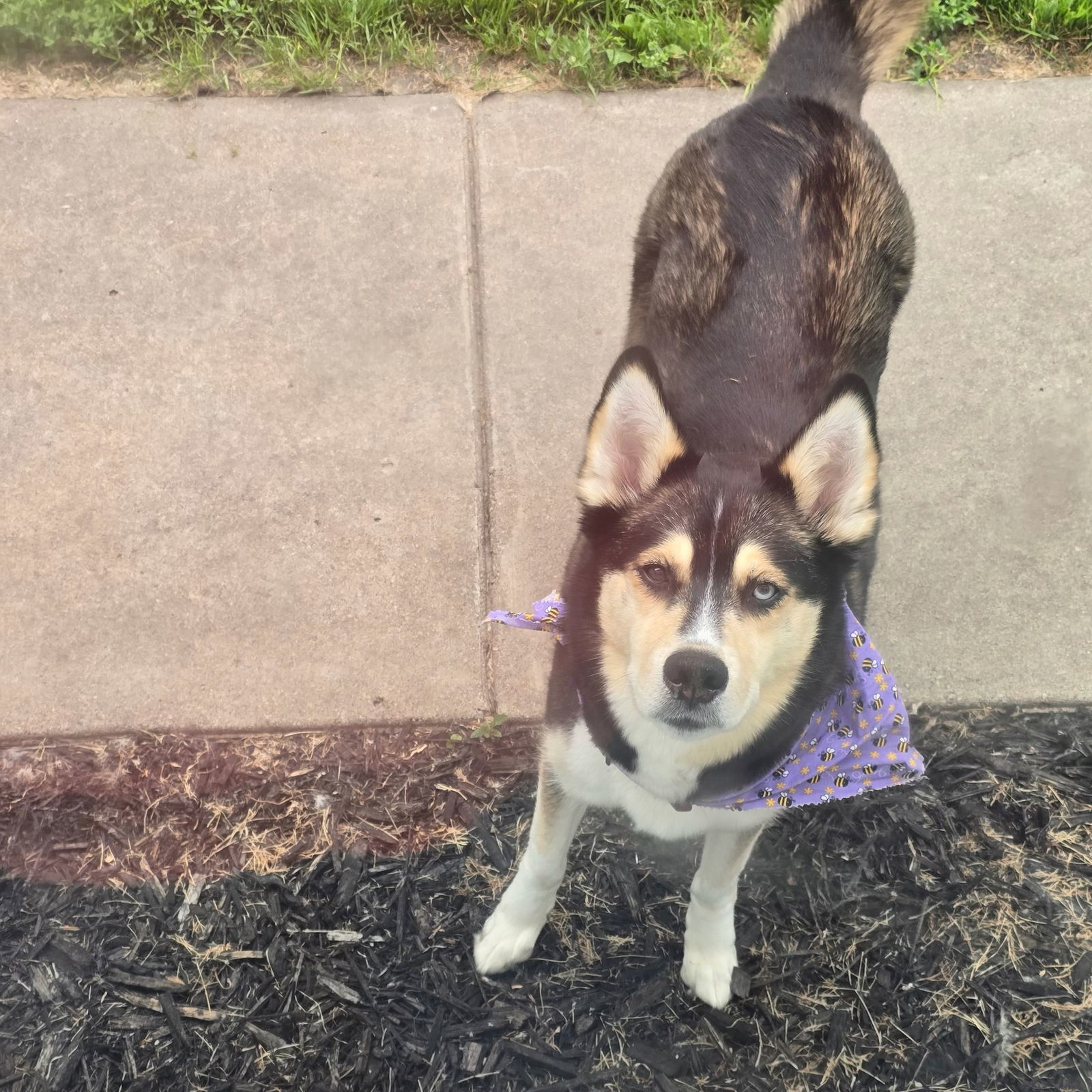 Sally O'Malley, an adoptable Husky in Fargo, ND, 58103 | Photo Image 2